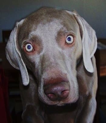 whiner reimer dogs|weinerman dog.